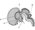   ________ Develops from the metencephalon A) A B) B C) C D) D E) E