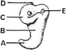   ________ Saccular part of the otic vesicle A) A B) B C) C D) D E) E