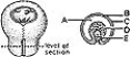  ________ Continuous with the neural layer of the retina A) A B) B C) C D) D E) E