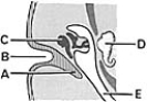   ________ Membranous labyrinth A) A B) B C) C D) D E) E