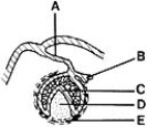<strong> ________ Dental lamina</strong> A)A B)B C)C D)D E)E