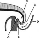 <strong>  ______ Separates the amniotic cavity from the hindgut</strong> A)A B)B C)C D)D E)E <div style=padding-top: 35px> 