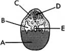   ________ Future pleural cavity A) A B) B C) C D) D E) E