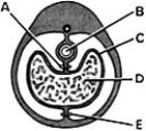   ________ Embryonic site of hematopoiesis A) A B) B C) C D) D E) E