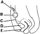   ________ Short tube derived from urogenital sinus and splanchnic mesenchyme A) A B) B C) C D) D E) E