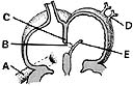   ________ Carries well-oxygenated blood A) A B) B C) C D) D E) E