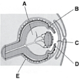   ________ Ciliary body A) A B) B C) C D) D E) E