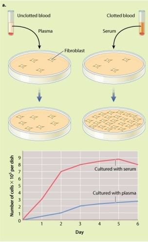 Review the experiments by Kohler and Lipton described in Figure 9.5. What is the key difference between blood serum and blood plasma that affects their ability to help fibroblasts grow in culture?     A) Serum contains more platelet cells than plasma, and platelet cells promote cell growth. B) Molecules found in serum promote cell growth; these molecules are not found in plasma. C) Plasma contains more platelet cells than serum, and platelet cells inhibit cell growth. D) Molecules found in plasma inhibit cell growth; these molecules are not found in serum.