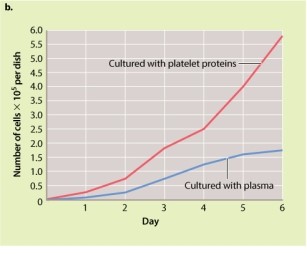 Review the experiments by Kohler and Lipton described in Figure 9.5. What is the key difference between blood serum and blood plasma that affects their ability to help fibroblasts grow in culture?     A) Serum contains more platelet cells than plasma, and platelet cells promote cell growth. B) Molecules found in serum promote cell growth; these molecules are not found in plasma. C) Plasma contains more platelet cells than serum, and platelet cells inhibit cell growth. D) Molecules found in plasma inhibit cell growth; these molecules are not found in serum.