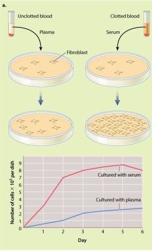 Based on the data provided in the two graphs shown in Figure 9.5, which method of culturing resulted in the greatest number of fibroblast cells on day 6?     A) fibroblasts cultured with serum B) fibroblasts cultured with platelet proteins C) fibroblasts cultured with plasma D) The same results are obtained whether the fibroblasts are cultured with serum or with platelet proteins.