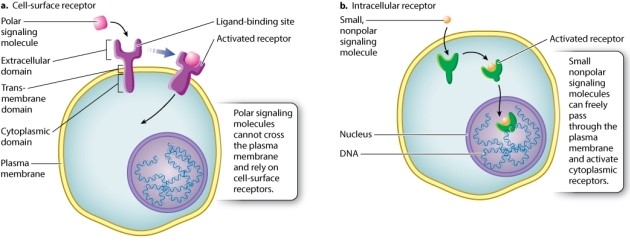 According to Figure 9.6, what is a key difference between cell signaling by a cell-surface receptor and cell signaling by an intracellular receptor?     A) Cell-surface receptors bind to specific signaling molecules; intracellular receptors bind any signaling molecule. B) Cell-surface receptors typically bind to signaling molecules that are smaller than those bound by intracellular receptors. C) Cell-surface receptors bind polar signaling molecules; intracellular receptors bind nonpolar signaling molecules. D) Signaling molecules that bind to cell-surface receptors lead to cellular responses restricted to the cytoplasm; signaling molecules that bind to intracellular receptors lead to cellular responses restricted to the nucleus. E) None of the other answer options is correct.