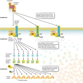 According to Figure 9.11, which of the following is NOT responsible for amplifying the signal in a cell responding to adrenaline signaling?   A) One adrenaline molecule can bind to and activate many receptors simultaneously. B) One molecule of adenylyl cyclase can produce many molecules of cAMP. C) One molecule of protein kinase A can phosphorylate and activate many target proteins. D) One activated receptor can activate many G proteins.