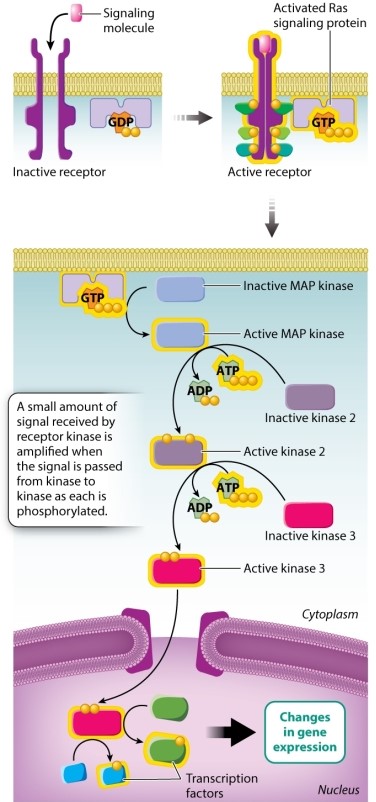 Figure 9.15 shows how normal signaling works with a Ras protein acting downstream of a receptor kinase. You examine a cell line in which Ras is always activated even in the absence of a signaling molecule. This causes constant activation of the kinases in the MAP kinase pathway. Which of the following conditions would be MOST likely to turn off this abnormally active signaling pathway?   A) the addition of a drug that increases the binding affinity of Ras for MAP kinase enzymes in the cytoplasm B) the addition of a drug that prevents the final kinase from interacting with its target protein in the nucleus C) the addition of a drug that prevents the dimerization of the receptor kinase D) the addition of a drug that prevents the phosphorylation of the receptor kinase