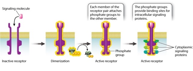 According to Figure 9.14, phosphate groups play a key role in receptor kinase activation by:   A) activating the receptor, so that the receptor is capable of binding its signal. B) activating the dimerization of the receptor kinase proteins in the membrane. C) activating receptor kinase activity. D) providing binding sites to recruit and activate signal-transduction proteins. E) All of these choices are correct.