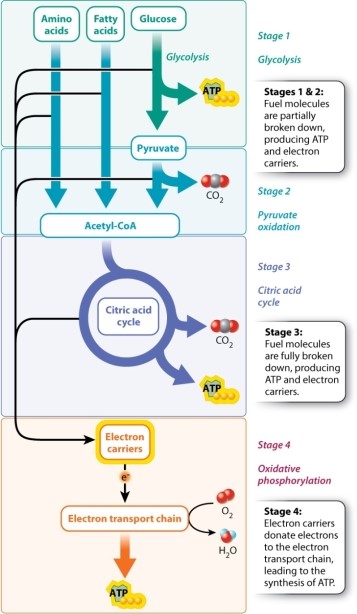 Consulting Figure 7.3 if necessary, during which stage(s)  of cellular respiration is carbon dioxide released?   A) stage 1 only B) stages 1 and 2 C) stages 2 and 3 D) stage 3 only E) stages 3 and 4