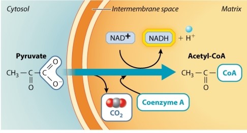 What is the relationship between the reaction diagrammed below and the citric acid cycle?  