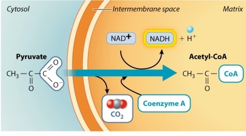 In the reaction in the diagram below, pyruvate is converted to acetyl-CoA. Which if any of the following statements concerning this reaction is TRUE?   A) CO<sub>2 </sub>is the most oxidized and therefore least energetic form of carbon. B) NAD<sup>+</sup> is more reduced than NADH. C) NAD<sup>+</sup> is an oxidizing agent. D) This is not an oxidation/reduction reaction; that is, no electrons have moved. E) This reaction harnesses the last of the remaining potential energy from glucose.