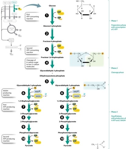 Indicate which step in glycolysis is considered the first committed step. Refer to Figure 7.5 if needed.      A) step 1 B) step 3 C) step 5 D) step 7 E) step 9