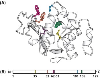 The figure below shows a three-dimensional model of the enzyme lysozyme (A) and a map of the location of the important binding and catalytic amino acids that participate at the active site (B). Why are the amino acids of an enzyme that participate in substrate binding and in catalytic activity widely separated on the polypeptide chain, rather than being close together in the primary sequence?  