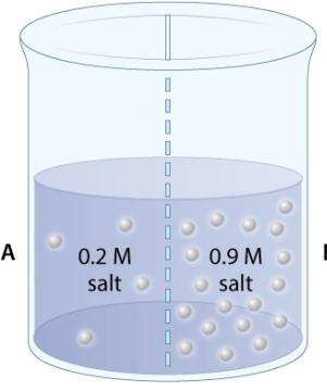 A beaker contains two solutions of salt dissolved in water. The two solutions have different concentrations (measured by molarity, M)  and are separated by a membrane that is permeable to both salt and water.   Which of the following statements is TRUE? A) There will be a net movement of salt from side A to side B B) There will be a net movement of salt, but net movement of water will not occur. C) There is more water in side A than there is in side B.
