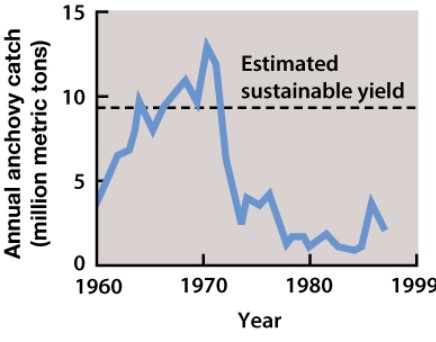 Consider the figure below showing calculated sustainable yield for Peruvian anchovy.   For years Peruvian anchovy were fished at their estimated sustainable yield. Which of the following is the BEST explanation for why the population crashed? A) Individuals stopped eating anchovy, so anchovies lowered their reproductive rates. B) The estimated sustainable yield was calculated at the maximum population size of Peruvian anchovy. C) Predators of Peruvian anchovy increased in population size. D) All of these choices are correct.