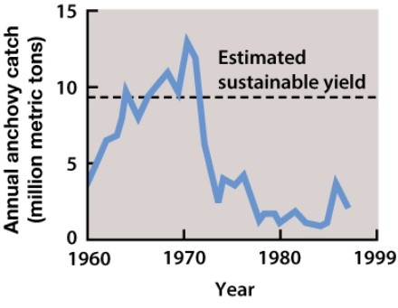 Which of the following is an appropriate interpretation of the graph below?   A) The anchovy catch grew through 1970, after which there was rapid decline without recovery. B) The anchovy population grew through about 1970, after which there was a rapid decline without recovery. C) The anchovy catch increases to 10 million metric tons every 30 years; it peaked again in 2000. D) This graph represents populations of predator/prey cycles. E) The estimated sustainable yield represents the anchovy population size after recovery from overexploitation.