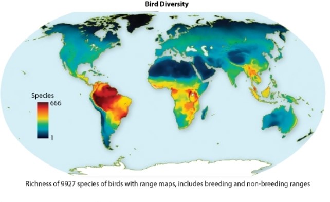 In order for the red areas on the figure below to represent biodiversity hotspots, which of the following criteria would have to be TRUE?   A) There has to be more bird species in the area than in another area of the same biome for that region to be considered a biodiversity hotspot. B) There has to be at least 100 native bird species and 100 native plant species for the area to be a biodiversity hotspot. C) There has to be at least 1500 native plant species, and habitat reduction of the original area, for the area to be designated a biodiversity hotspot. D) There has to be high diversity in three different taxonomic groups (i.e., mammals, plants, birds, amphibians, etc.) for the area to be a biodiversity hotspot.