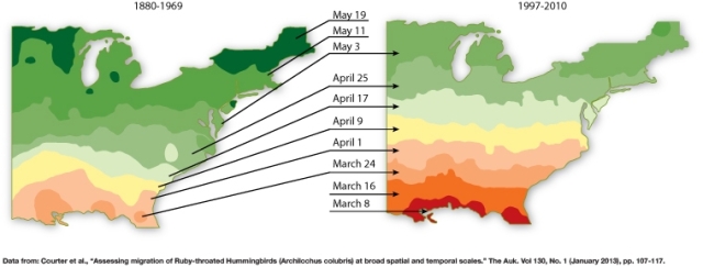 Examine the figure below that shows when different species of migratory hummingbirds arrived at spring breeding grounds.   Which of the following statements reflects changes over approximately the past 130 years in hummingbirds and their utilization of the spring breeding grounds? A) Hummingbirds are arriving at spring breeding grounds earlier in the past 20 years or so than 100 years ago. B) Hummingbirds have expanded their spring breeding grounds in the south, areas depicted in orange on the map. C) Hummingbirds are no longer breeding in the easternmost region on the map, area in dark blue. D) In the past 20 years, hummingbirds are arriving at spring breeding grounds later than they were 100 years ago.