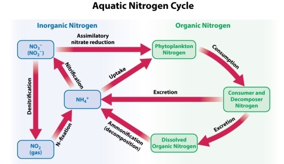 Consider the following representation of the marine nitrogen cycle: ‬   NH<sub>4</sub><sup>+</sup> (ammonium ion)  plays an important role in the nitrogen cycle, and is excreted by many aquatic organisms. Why is the fixation of atmospheric nitrogen necessary if there is a readily available source of biologically usable nitrogen already present in aquatic biomes? A) Atmospheric nitrogen serves as a reservoir to be converted when other forms of nitrogen have been depleted from an area. B) Ammonium ions will eventually be oxidized to nitrogen gas (N<sub>2</sub>) that will be returned to the atmosphere. C) Nitrogen still must be fixed from the atmosphere so that global climate doesn't change. D) Nitrogen must be fixed so that terrestrial plants can utilize it for growth.
