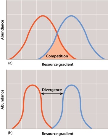 When two species compete for similar resources, resource partitioning can alter the niche of the species that compete. The figure below shows an example of this.   Resource partitioning results in: A) individuals of each species sharing the resources that they both exploit. B) individuals of each species hybridizing in the region of overlap. C) a move from the fundamental niche to the realized niche for both species. D) a move from the realized niche to the fundamental niche for both species.