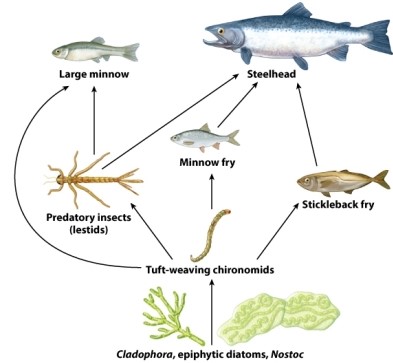 Consider the Food Web Shown in the Figure Below. If Steelhead | Biology+