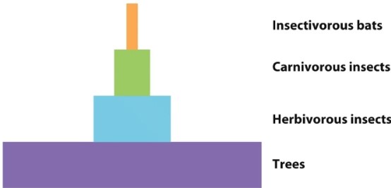 Consider the following representation of the biomass of a forest community. This diagram also correlates with the trophic structure of the community. The size of the rectangle represents the relative biomass at each trophic level. Based on the representation below, what conclusion can be drawn about the transfer of energy between the organisms in each trophic level?   A) The transfer of energy is less than 100% between trophic levels, but the rectangles representing biomass should be larger, that is, there should be more herbivorous insects because the trophic level that includes trees is large enough that it should support more herbivorous insects. B) The transfer of energy is incomplete between trophic levels because insectivorous bats consume organisms from both trophic levels with insects. C) The transfer of energy is incomplete between trophic levels because trees lose most of their energy in the form of heat, so it is not available for higher trophic levels. D) The transfer of energy is incomplete between trophic levels because organisms consume some of the energy in metabolic processes and it therefore cannot be available for the higher trophic levels. E) The transfer of energy between each level looks like much more than 10%, therefore insects are especially efficient metabolizers of biomass.