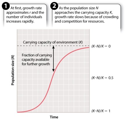 Consider a population undergoing logistic growth.   When (K - N) /K = 0, what does that imply about the birth rate (b)  and death rate (d) ? A) b > d B) b < d C) b = d D) It is not possible to make an inference about b and d from this information.