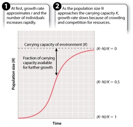 Consider a population undergoing logistic growth.   When are the most individuals added to the population per unit time? A) (K-N) /K = 1 B) (K-N) /K = 0.75 C) (K-N) /K = 0.5 D) (K-N) /K = 0.25 E) (K-N) /K = 0