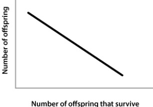 Females for many species vary in the number of offspring that they will have each year. Investment in producing offspring and/or caring for offspring also varies. In an evolutionary sense the more offspring that survive to reproductive maturity, the greater the fitness. The graph below shows the relationship between number of offspring and offspring survival. What does the graph suggest about fitness of the parent?   A) With higher numbers of offspring, their survival also increases. B) With lower numbers of offspring, there is a higher chance of survival. C) Survival is unrelated to number of offspring. D) The number of offspring that survive cannot be determined from the graph.