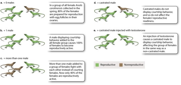 Refer to Figure 45.5. Which of the statements below about sex-specific behaviors in Anolis carolinensis lizards is NOT correct?   A) If Anolis carolinensis female lizards are housed in a laboratory under a spring light-dark cycle, they prepare for reproduction and 80% of the individuals have active egg follicles in the ovary. B) In Anolis carolinensis lizards, if a single male is added to an all-female population under a spring light-dark cycle, then 100% have active egg follicles. C) In Anolis carolinensis lizards, if a group of males is added to an all-female population, males become more interested in fighting than in mating and do not court. D) If the courtship stimulus is not present, then ovarian development rate increases in Anolis carolinensis lizards. E) In Anolis carolinensis lizards, castrated males, which do not produce testosterone, have no effect on rates of ovarian development in females.