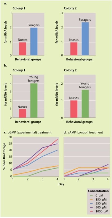 Refer to Figure 45.8, below. Which of the statements below about foraging behavior is NOT correct?   A) Levels of for mRNA are significantly higher in foragers compared to nurses. B) cGMP and cAMP, cyclic nucleotides, were used as activators of cGMP-dependent protein kinase. C) cGMP but not cAMP was capable of activating kinase in nurse bees who then showed a significant increase in foraging behavior. D) cAMP was capable of activating a kinase that increased nurse bee behavior in foragers. E) The increase in nurse bee foraging was directly related to the dose of cGMP.