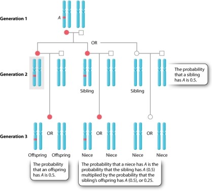 According to William Hamilton's formulation of kin selection, in which scenario would you have the greatest fitness? Use Figure 45.17 below for help.   A) Sacrificing yourself for the benefit of one child. B) Sacrificing yourself for the benefit of one sibling. C) Sacrificing yourself for the benefit of two nieces and/or nephews. D) Sacrificing yourself for the benefit of three nieces and/or nephews.