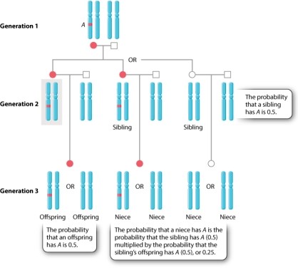 Consider Figure 45.17 from your textbook. If the individual in the gray shaded box does not reproduce but its sibling has two offspring, then the individual in the gray shaded box will still make the same genetic contribution to the next generation as it would having one of its own offspring.  