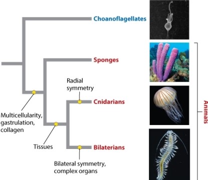 Examine Figure 44.1, below. According to this phylogeny, bilaterians (animals with bilateral symmetry)  are most closely related to:   A) cnidarians. B) sponges. C) the group containing sponges and cnidarians. D) the group containing choanoflagellates, sponges, and cnidarians. E) None of the answer options is correct.
