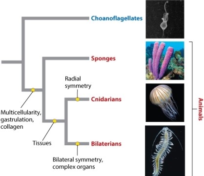 Examine Figure 44.1, below. To which group are sponges more closely related?   A) choanoflagellates B) bilaterians C) equal relationship to both choanoflagellates and bilaterians.