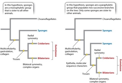 Examine Figure 44.7 below, paying attention to the phylogenetic position of sponges in the two phylogenies presented. If the hypothesis represented by the tree on the right is correct, as some molecular evidence suggests, which of the following can you conclude?   A) sponges are monophyletic. B) sponges are paraphyletic. C) the common ancestor of all animals was spongelike in appearance. D) we don't know what the common ancestor of all animals looked like. E) None of the answer options is correct.