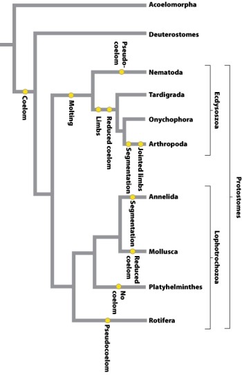 Consider the following phylogeny of protostomes.   What term would we use to describe animals with a pseudocoelom? A) monophyletic B) paraphyletic C) polyphyletic