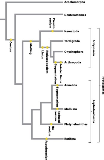 Consider the phylogeny below.   The coelom evolved once in the common ancestor of protostomes and deuterostomes. What does the phylogeny indicate about the lack of a coelom in flatworms (Platyhelminthes) ? A) The trait for coelom is marked in that specific location on the tree so that it doesn't have to be drawn in for all the taxonomic branches that actually have a coelom. B) Flatworms are very thin and difficult to dissect; identifying a coelom would be difficult. C) The ancestral trait was for the presence of a body cavity; it was subsequently lost in some lineages. D) The ancestral condition for protostomes is actually no body cavity, but because these are triploblastic organisms, it doesn't make sense to specify lack of a body cavity in the common ancestor.