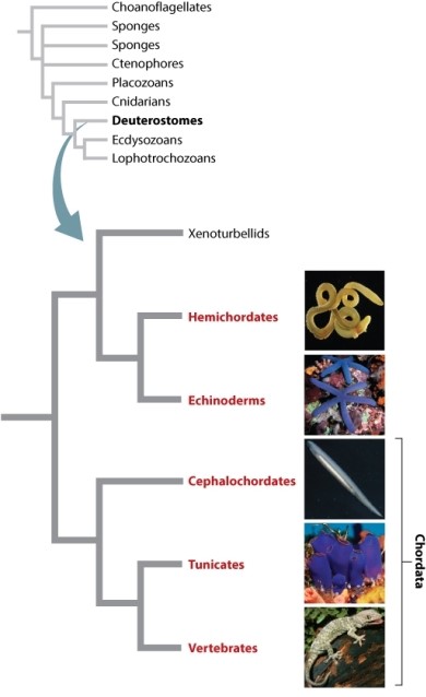 Examine Figure 44.25 below.   According to this phylogeny, the sister group to the hemichordates is the: A) echinoderms. B) chordates. C) cephalochordates. D) group containing the tunicates and the vertebrates. E) group containing the echinoderms and the chordates.