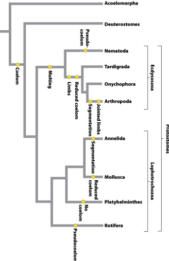 Consider the phylogeny below.   Segmentation is labeled on the phylogeny for the two groups showing the trait. Why isn't segmentation mapped on the phylogeny at the place indicated by the arrow? A) The traits mapped on a phylogeny do not represent the number of times the trait has evolved. B) Segmentation is a result of convergent evolution and evolved twice in protostomes. C) The loss of segmentation cannot be confirmed in nematodes. D) It is unclear when segmentation evolved in deuterostomes.