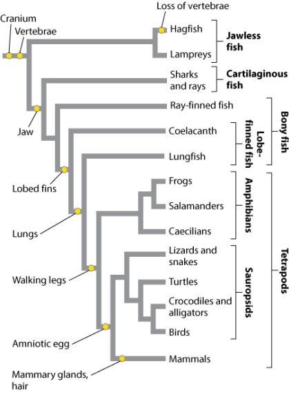 Looking at Figure 44.31 below, which of the following groups is paraphyletic?   A) amphibians B) sharks and rays C) bony fish D) mammals E) None of the answer options is correct.