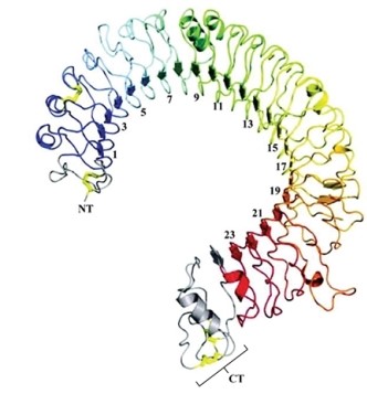 Phagocytes produce transmembrane proteins called toll-like receptors (TLR) . The structure of a TLR is represented below. The gray structure indicated by the bracket is _____, which is held together by _____ bonding and is an example of _____.   A) an amino acid; covalent; primary structure B) beta sheet; hydrogen; secondary structure C) an alpha helix; hydrogen; secondary structure D) tRNA; covalent; translation E) rRNA; covalent; ribosome formation