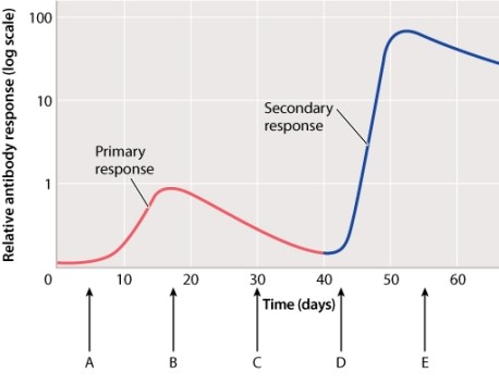 Which letter on the figure below corresponds to increased mitotic division in memory B cells?  
