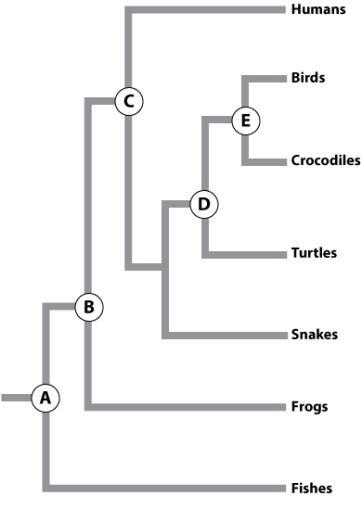At which point on the phylogeny shown did the amnion FIRST appear?   A) node A B) node B C) node C D) node D E) node E